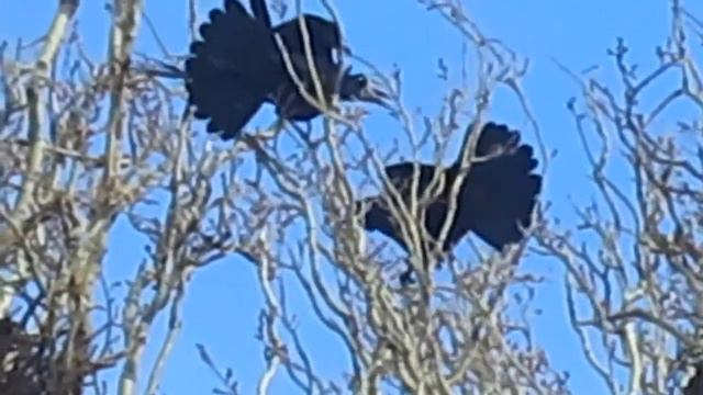 Грачи прилетели? 🐦 Этот прекрасный мир!