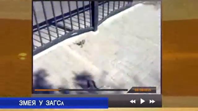 Ядовитые змеи в Улан Удэ смотреть онлайн