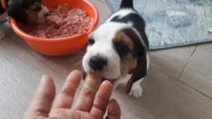 мясное кормление у щенков бигля