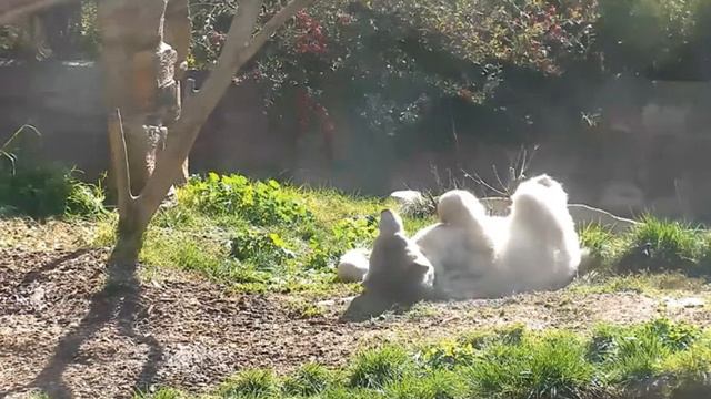 Мишка ищет место поудобней лечь спать#Зоопарк, Сан-Диего смотреть онлайн