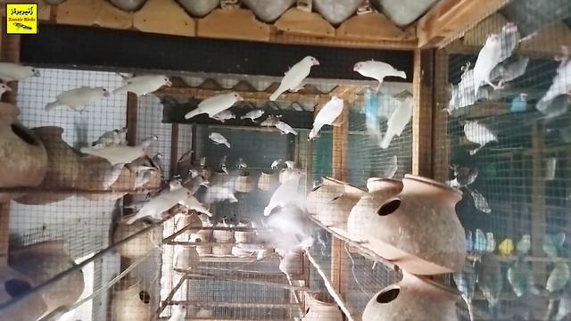 Visited Java setup|zunair birds смотреть онлайн