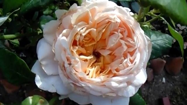 Роза Мария Терезия Maria Theresia Куплена в BuonRoza в 2021 г. смотреть онлайн