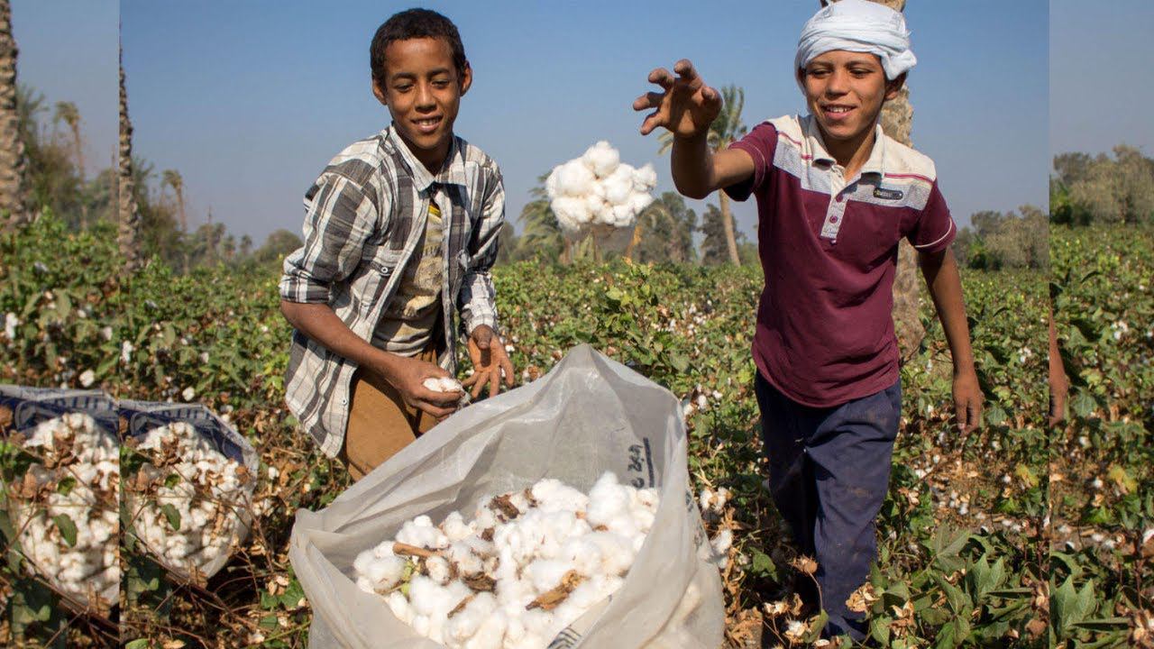 Секреты египетского хлопка: в чем его преимущество и почему изделия из него так часто подделывают смотреть онлайн