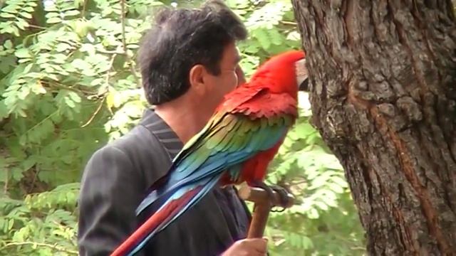 Сочинский попугай2 смотреть онлайн