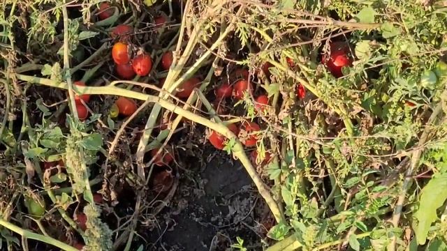 Помидор Рио Гранде - осень, середина сентября 2021. смотреть онлайн