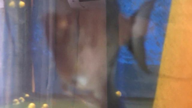 Январьская Продажа Дискусов. Новинка разводни. смотреть онлайн