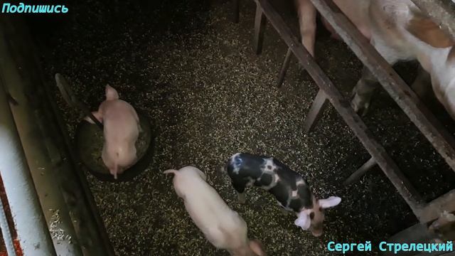 ??Прикорм поросят! смотреть онлайн