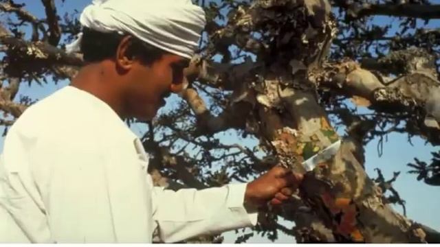 Уникальные СВОЙСТВА ЛАДАНА, о которых мало кто знает!! Новейшие исследования, поразившие медиков!