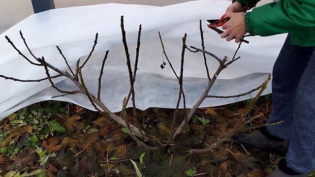 Як зберегти інжир зимою. Обрізка, формування і черенкування інжиру. смотреть онлайн