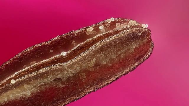 Rose campion Lychnis coronaria смотреть онлайн