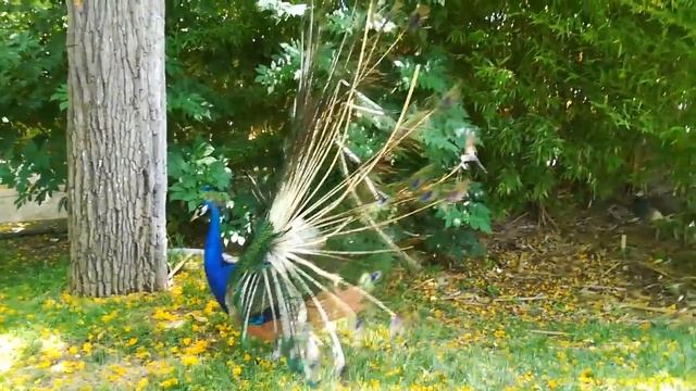 Павлин в Зоопарке. смотреть онлайн