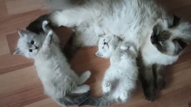 Один день из жизни мамы-кошки и котят. 10.01.23 смотреть онлайн