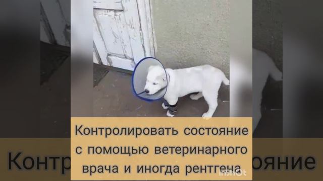 Бандаж на запястье собаки при переразгибании или провисе сустава смотреть онлайн