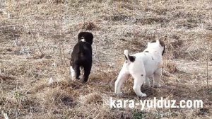 Щенки алабая 1,5 месяца