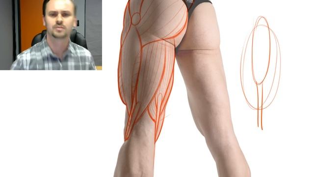 Proko Anatomy Livestream - Drawing the Hamstrings смотреть онлайн
