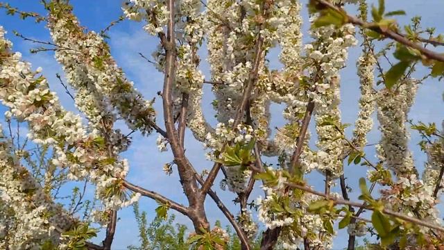 19.04.2023 год Цветет черешня Апрелька смотреть онлайн