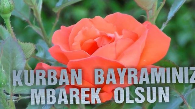 Kurban Bayramınız mübarek olsun смотреть онлайн