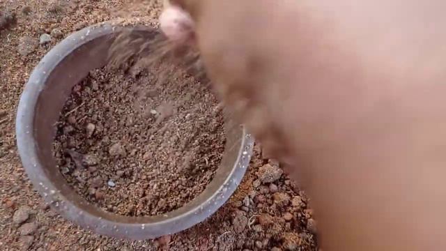 how to grow bhringraj plants from seeds#bhringraj смотреть онлайн