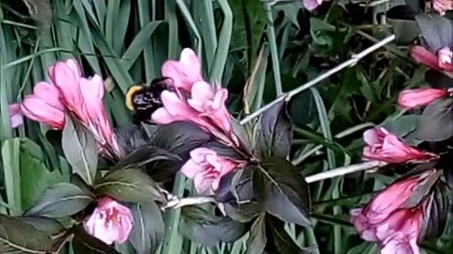 Weigela Purpurea смотреть онлайн