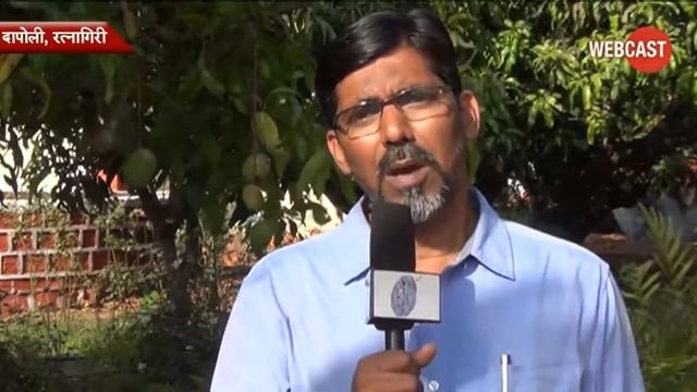 Dapoli Seedless Mango 'Sindhu' смотреть онлайн