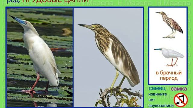 Цапля. Прудовые и другие цапли. Голоса птиц смотреть онлайн