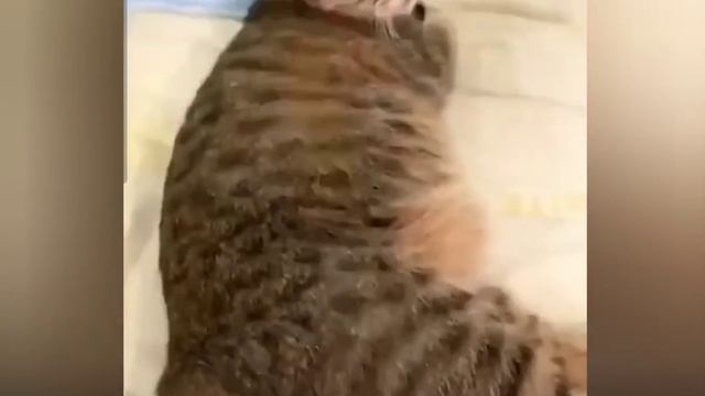 Кот и игрушечный нож смотреть онлайн