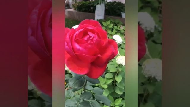 #Цветы #Розы #Релакс, музыка для души 11августа 2019 г. смотреть онлайн