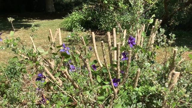 Gorwell Garden Walk May Part 3