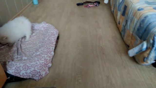 Щенки японского шпица п-к "Гратулари" 1,5 мес смотреть онлайн