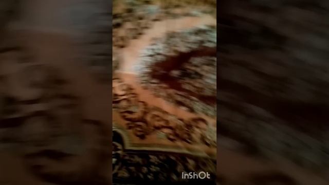 Влог! Взяли котят. Треш