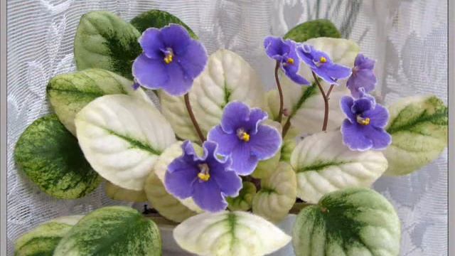 Фиалки смотреть онлайн