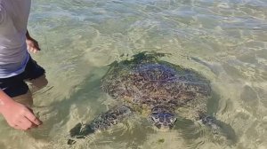 Шри Ланка. Красивый Черепаший пляж Бесплатно. Шри Ланка 58 тысяч рубл с перелетом. Тутси влог.