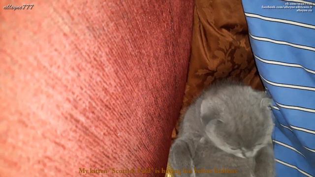 Мой котенок вислоухий шотландец развлекается перед сном смотреть онлайн
