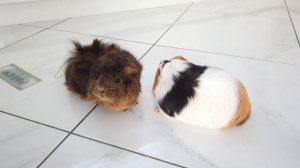 СВИНКА БУЗЯ И КУЗЯ СПАСАЮТ КРОЛИКА ТИМОФЕЯ. ПРИКОЛЫ С ЖИВОТНЫМИ