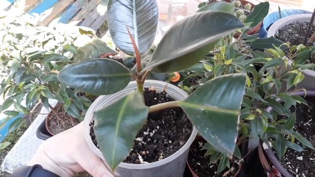 Фикус каучуконосный после черенкования и омоложения 3 месяца спустя смотреть онлайн