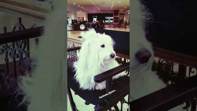 Музыка Души?? смотреть онлайн