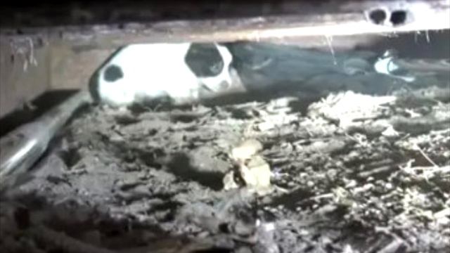 Собака умоляла людей о помощи. Но с ней поступили ужасно! смотреть онлайн