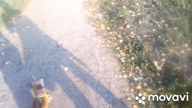 Влог прогулка с собакой, бросать канал? смотреть онлайн