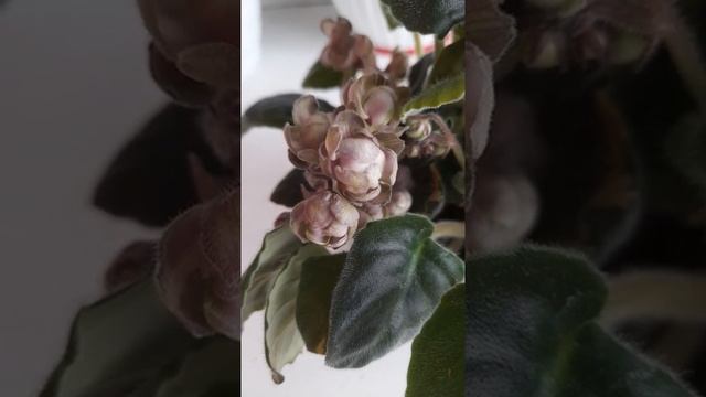 Фиалка Жемчужина Нила смотреть онлайн