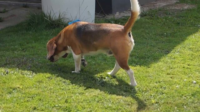 Наш Луйка загулял смотреть онлайн