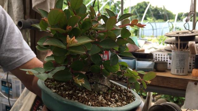 【初心者】基本自然な枝を作る方法百日紅盆栽・やじま園@tane.bonsai