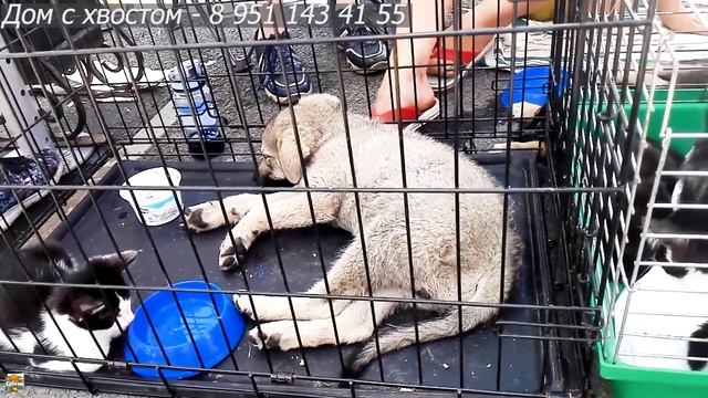 Губкин "Дом с хвостом" 8 951 143 41 55 смотреть онлайн