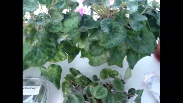 Цикламен уход (Cyclamen) Cекреты успешного выращивания цикламенов в домашних условиях.