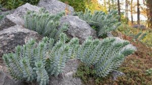 Суккуленты уличные многолетники — посадка и уход