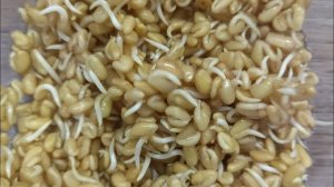 Проращивание  пажитника