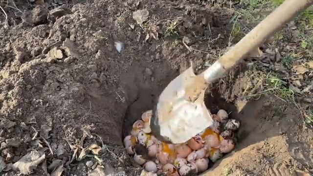 Выбрасываю яйца кур несушек вёдрами смотреть онлайн