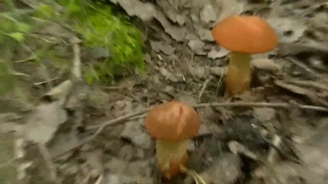 Собираем грибы, собираем... смотреть онлайн