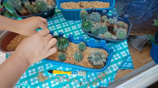 #041 How to Propagate Cactus//Care Tips//Watering//Soil mix/plant/ planting/propagation смотреть онлайн