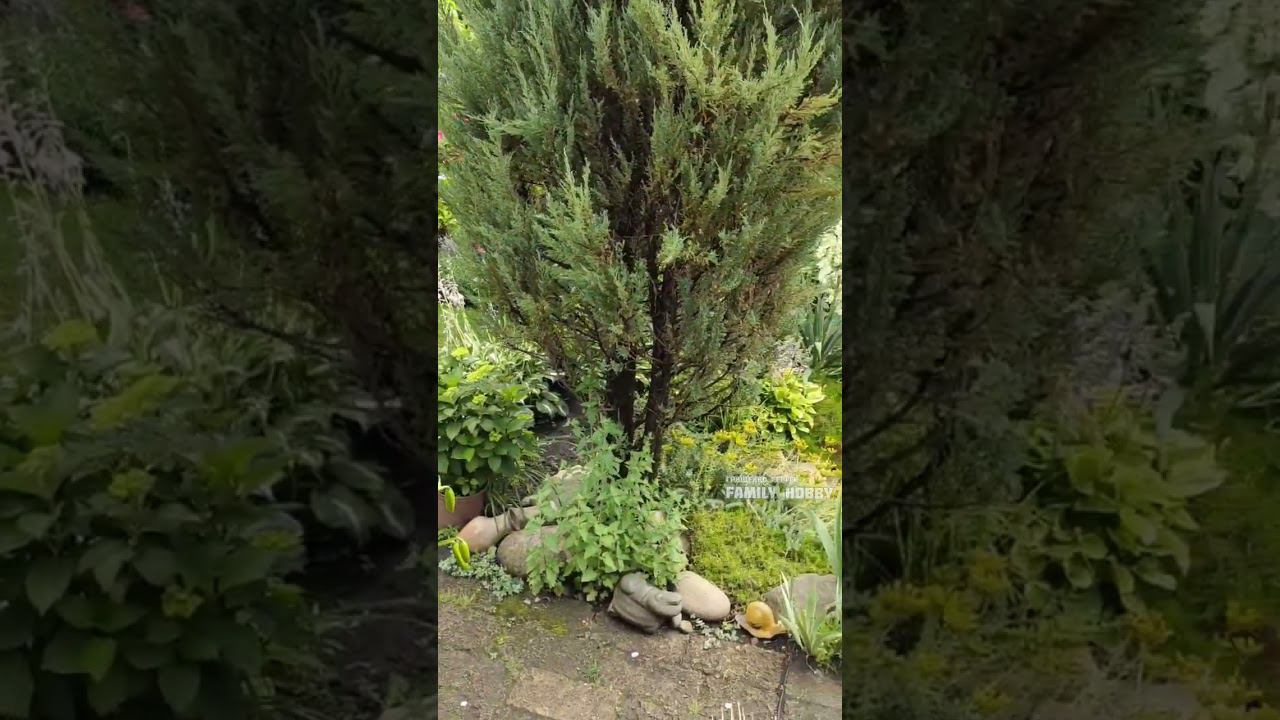 8 июля в нашем саду #гортензиякрупнолистная # смотреть онлайн