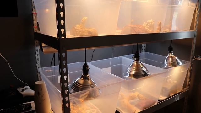 Breeding bearded dragons info and tips смотреть онлайн